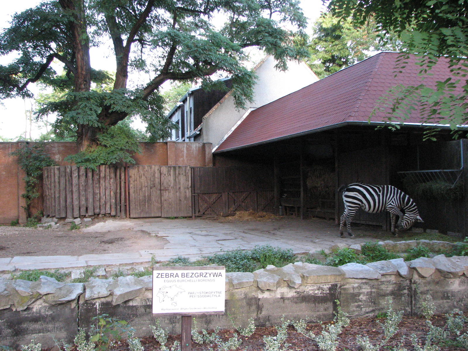 Wroclaw Zoo 2008 - Zebra exhibit