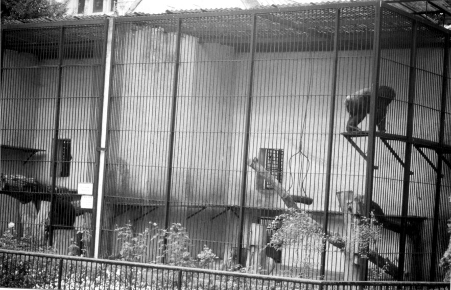 Wroclaw Zoo's chimpanzee cages on the end of the Monkey House, 1999.