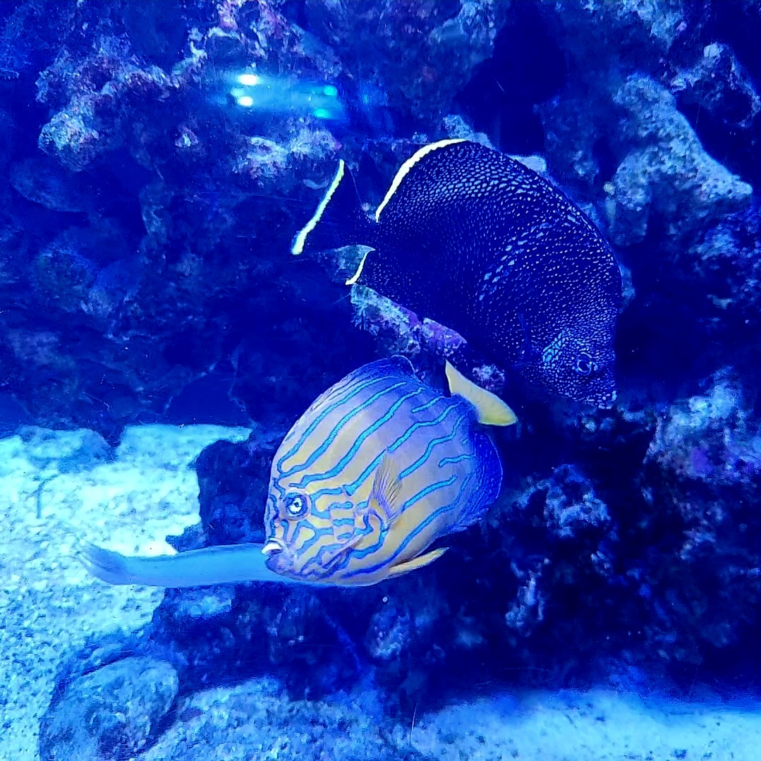 Wrought Iron Butterflyfish (Chaetodon daedalma), Blueline Angelfish (Chaetodontoplus septentrionalis), and Blue Hana Goby (Ptereleotris hanae)