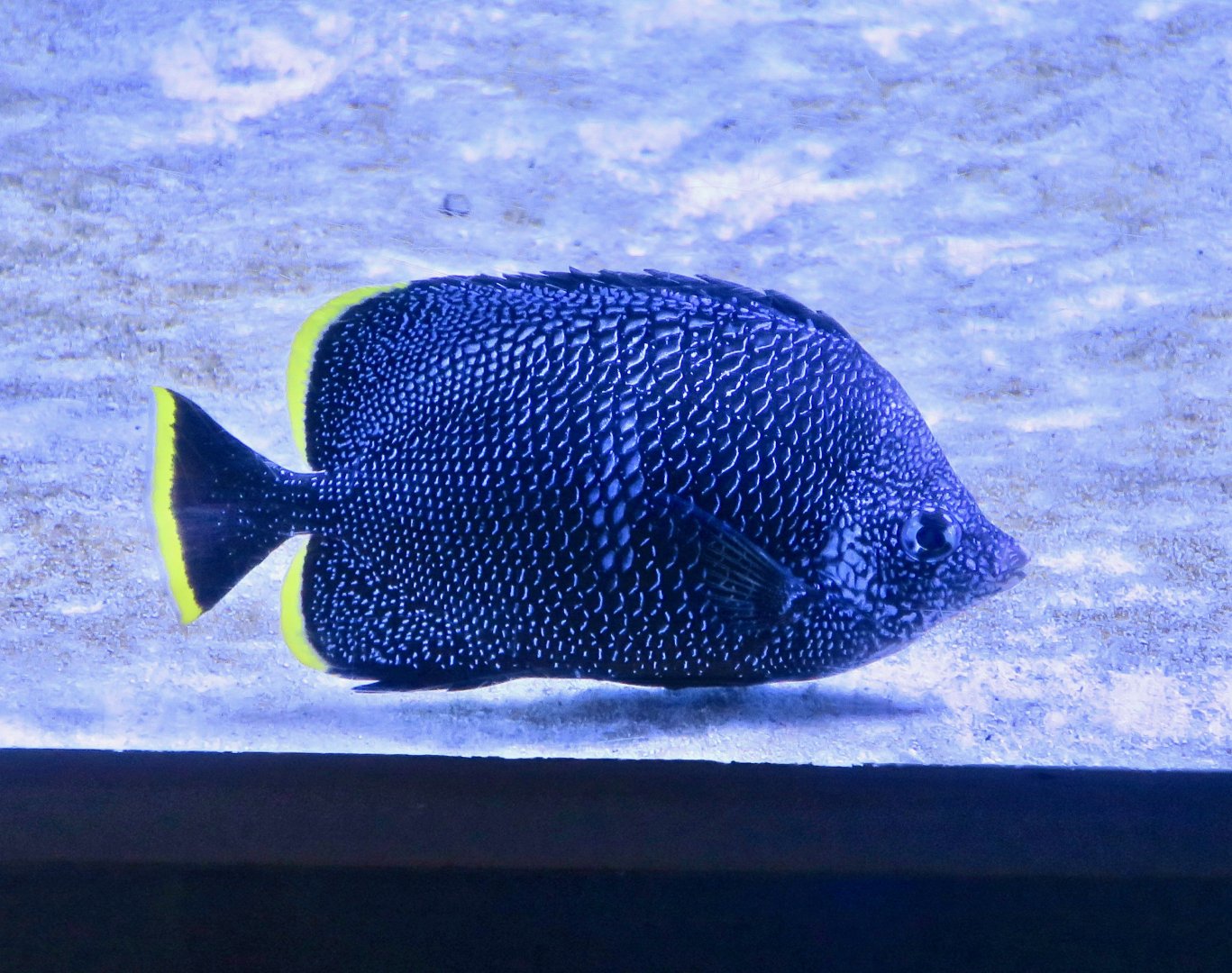 Wrought-Iron Butterflyfish (Chaetodon daedalma)
