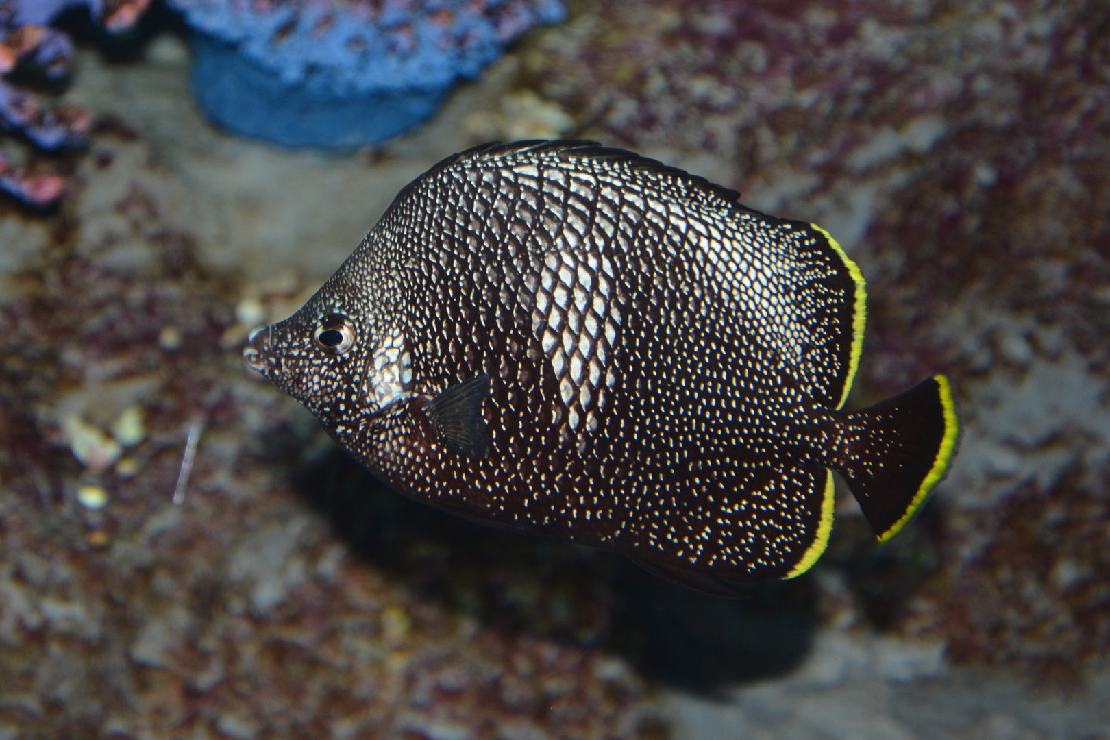 Wrought-iron butterflyfish (Chaetodon daedalma)