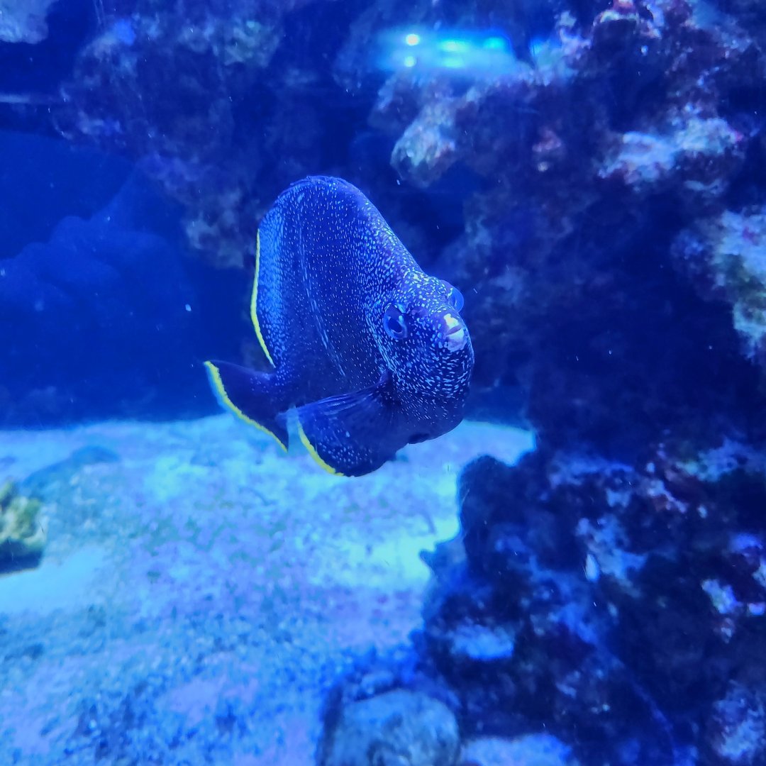 Wrought Iron Butterflyfish (Chaetodon daedalma)