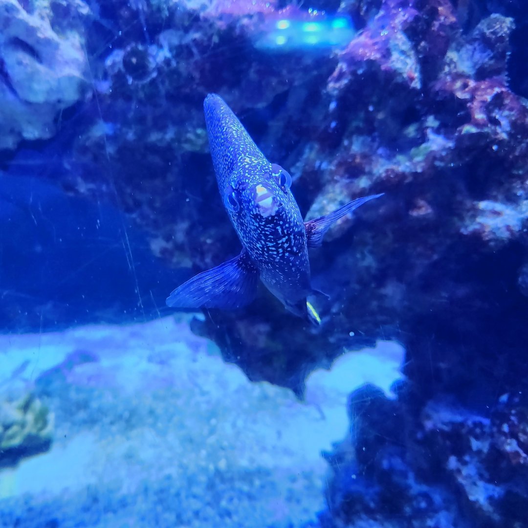 Wrought Iron Butterflyfish (Chaetodon daedalma)