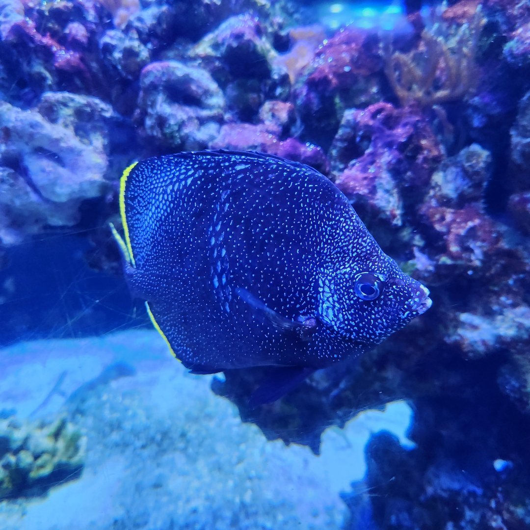 Wrought Iron Butterflyfish (Chaetodon daedalma)