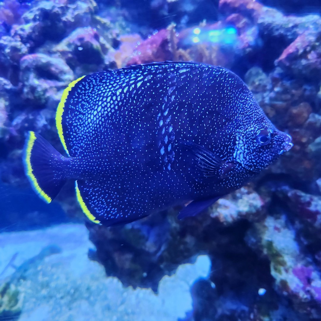 Wrought Iron Butterflyfish (Chaetodon daedalma)