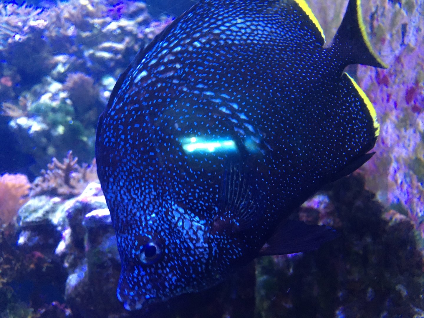 Wrought Iron Butterflyfish (Chaetodon daedalma)