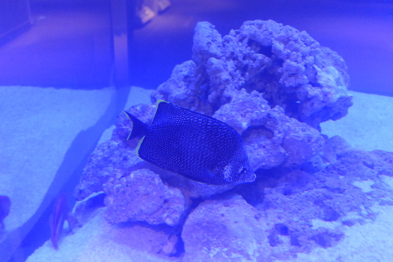 Wrought Iron Butterflyfish (Chaetodon daedalma)