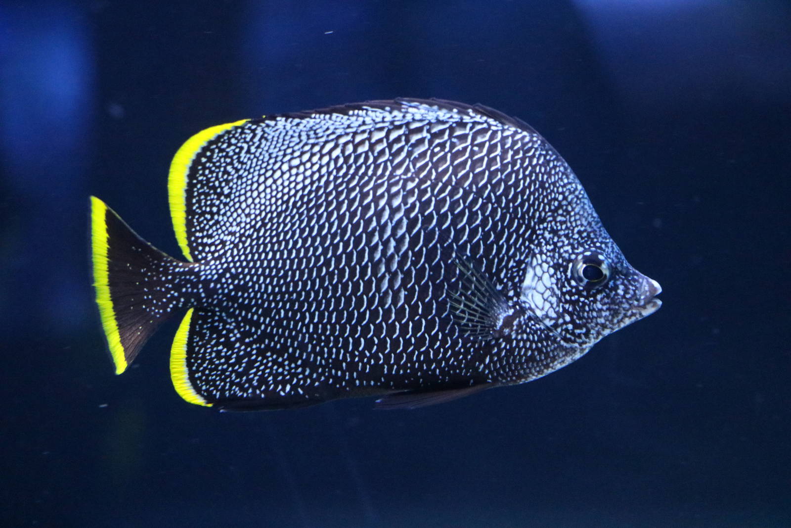 Wrought iron butterflyfish - Sumida Aquarium, February 2016
