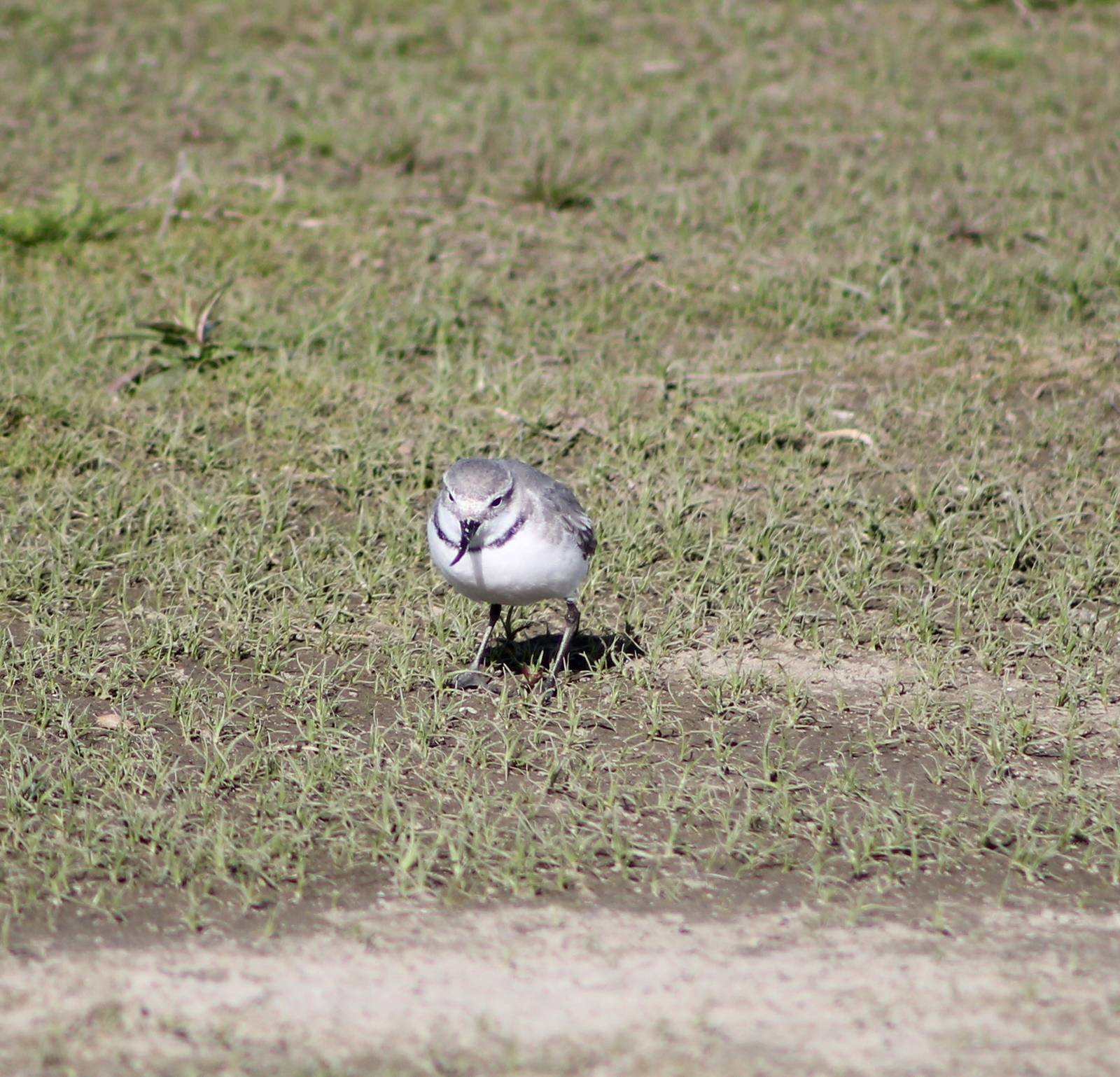 wrybill (Anarhynchus frontalis)
