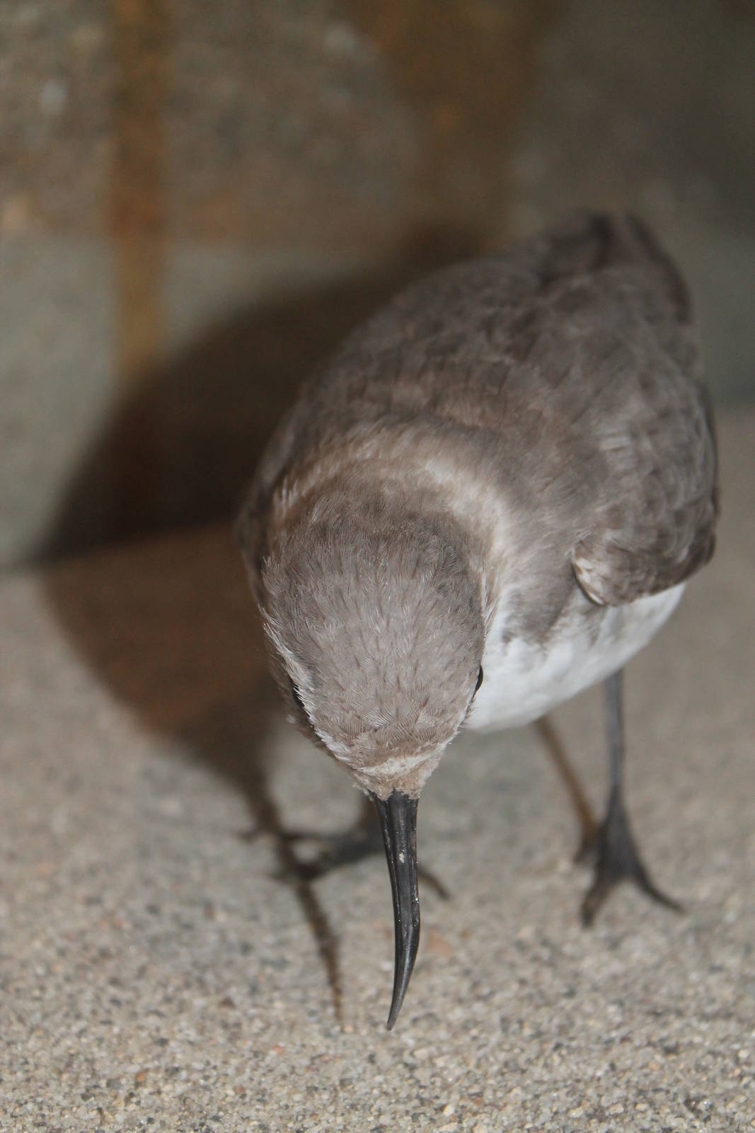 wrybill (Anarhynchus frontalis)