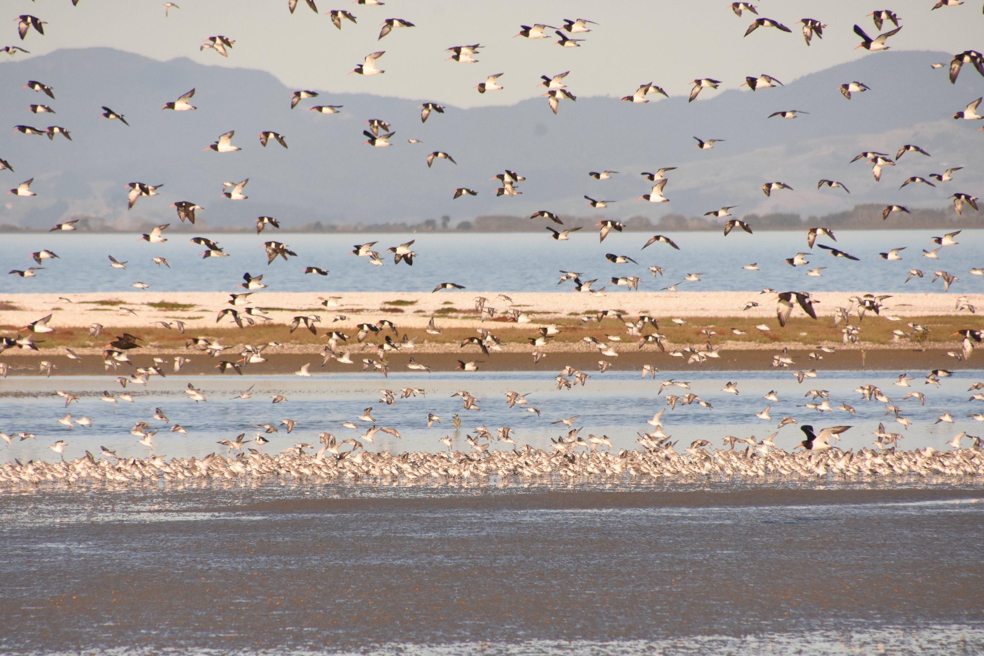 Wrybill and South Island pied oystercatcher