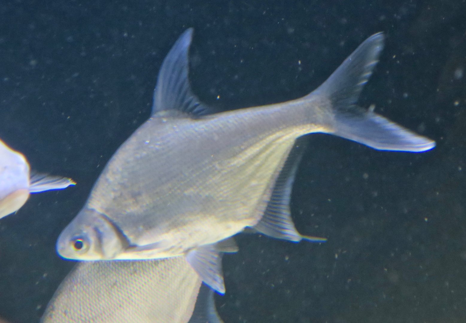 Wuchang Bream (Megalobrama amblycephala)
