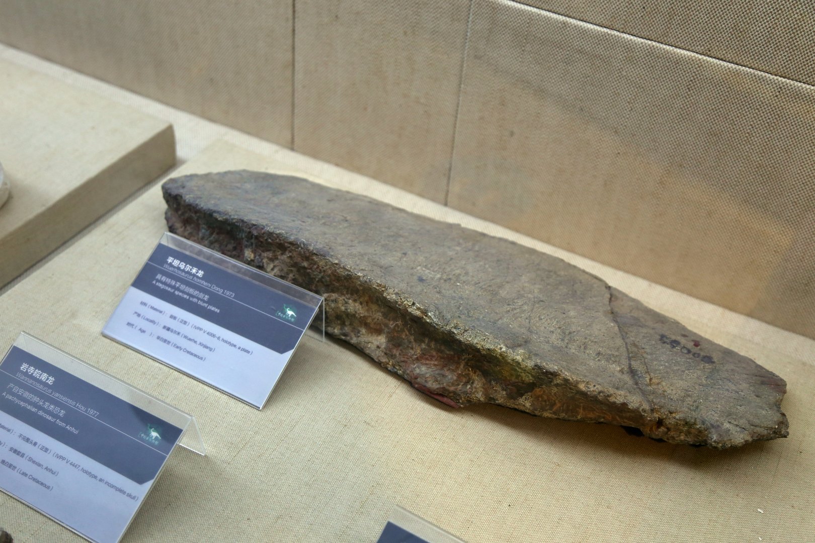 Wuerhosaurus homheni Plate, Holotype (IVPP V4006)