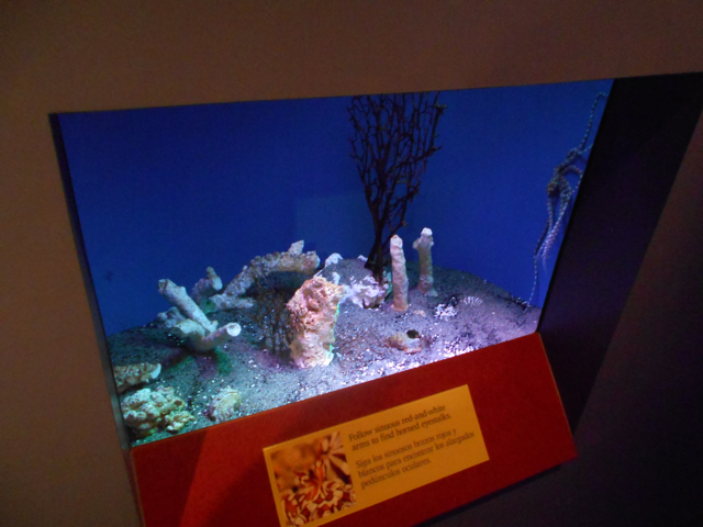 Wunderpus exhibit