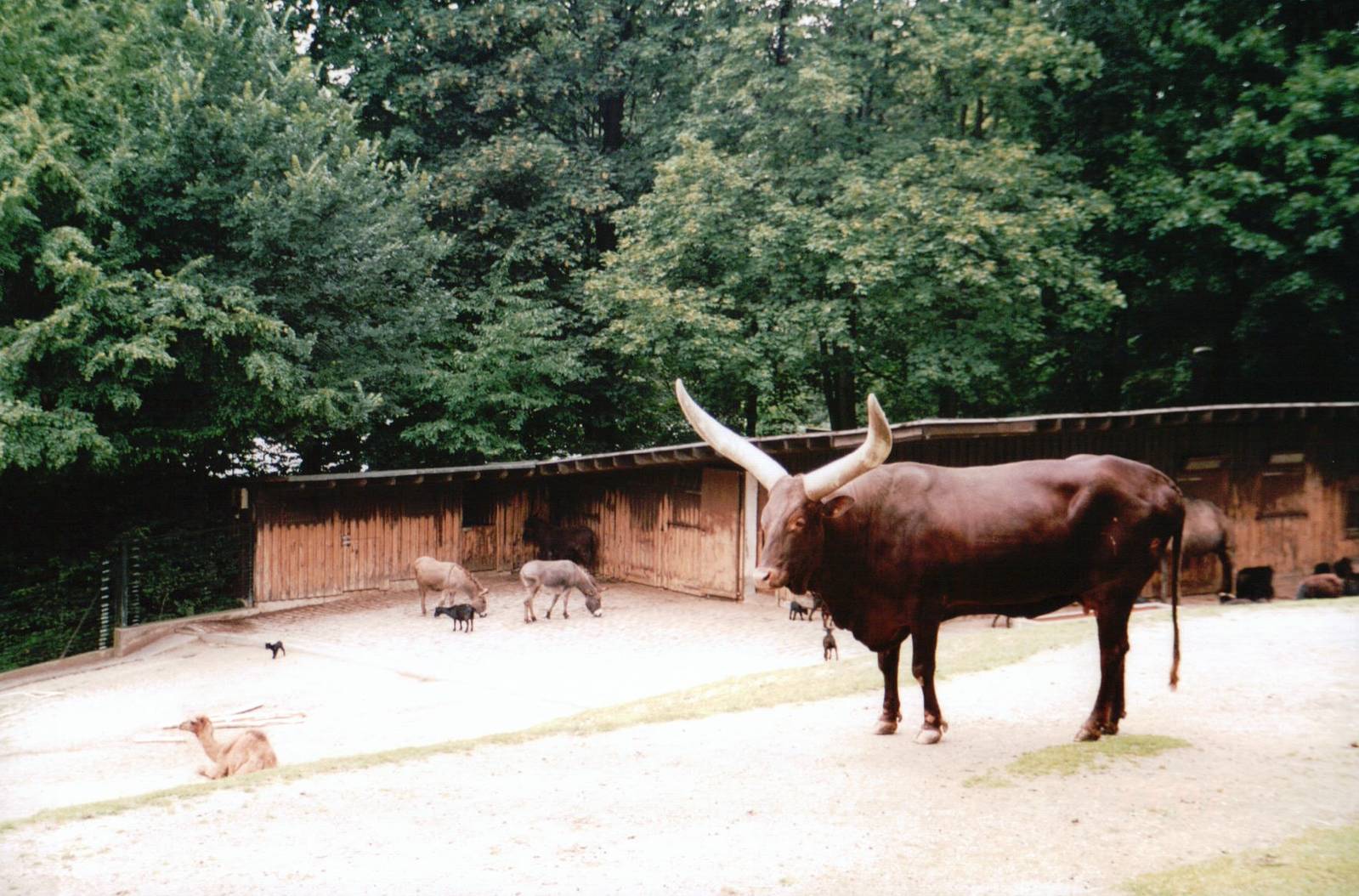 Wuppertal Zoo 2002 - Ankole Cattle, Pigmy Goats and Mules