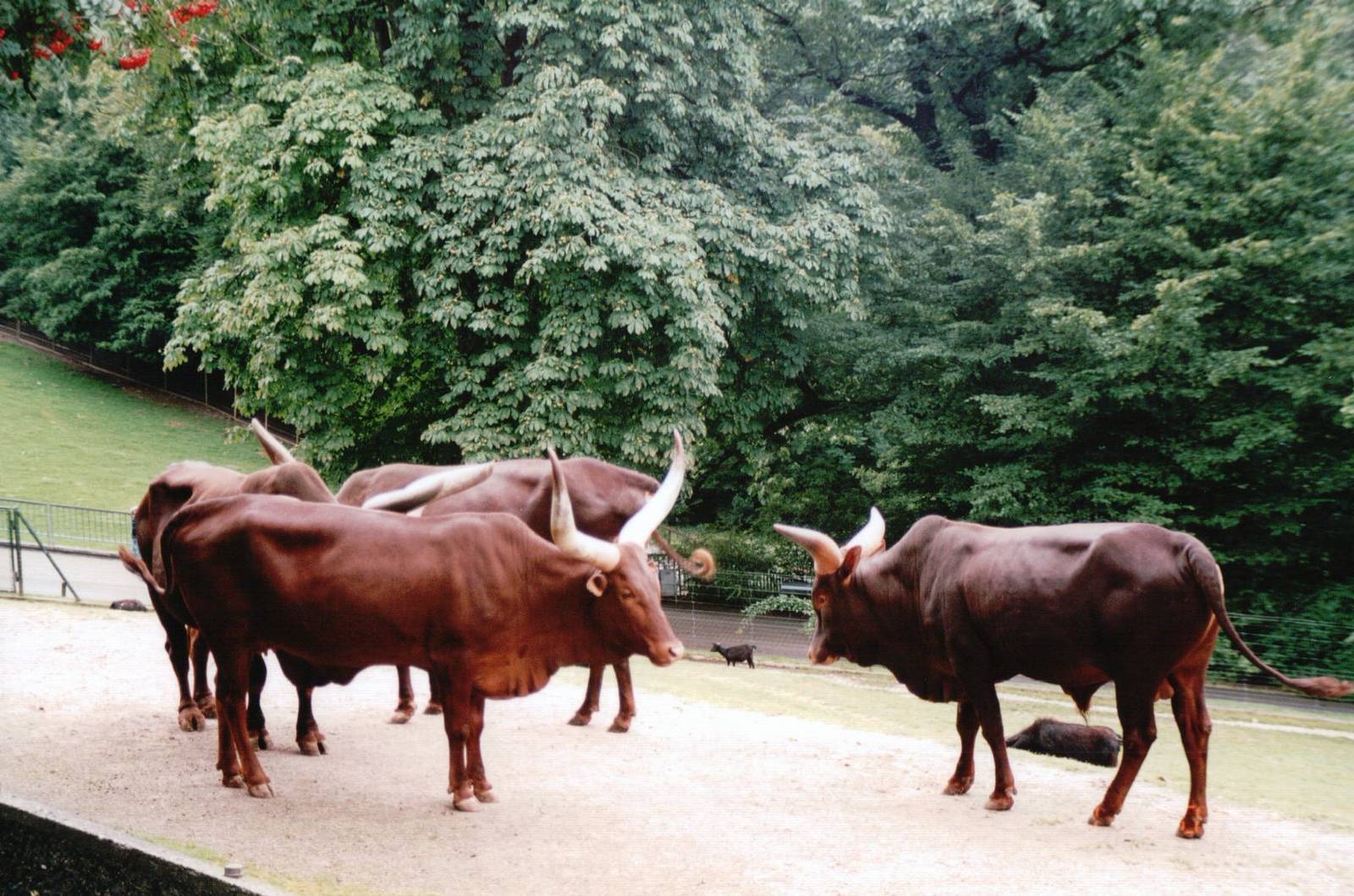 Wuppertal Zoo 2002 - Ankole Cattle