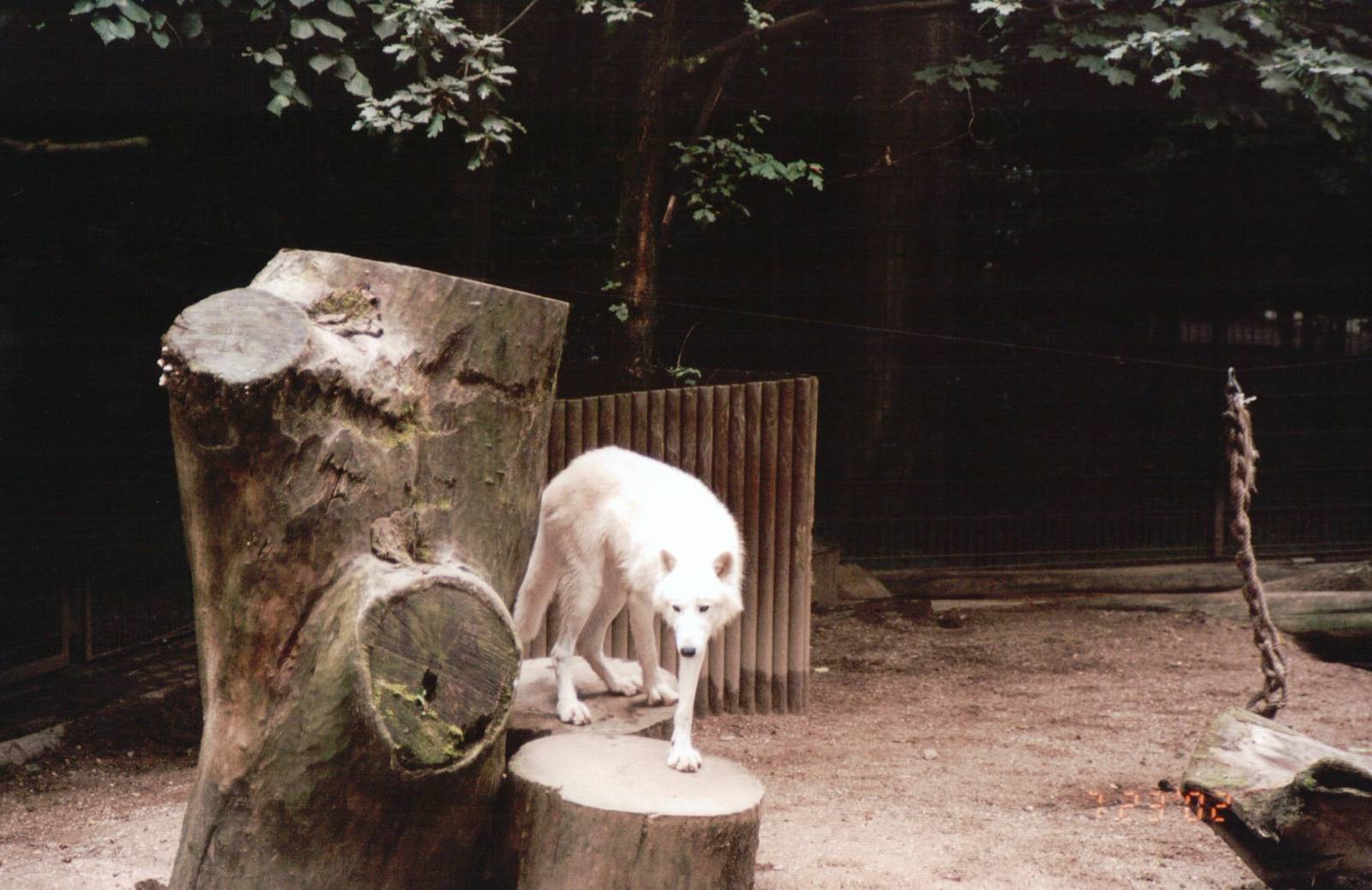 Wuppertal Zoo 2002 - Arctic Wolf