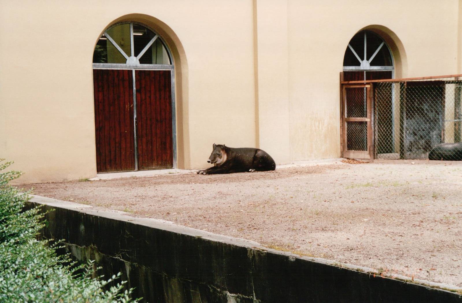 Wuppertal Zoo 2002 - Bairds Tapir
