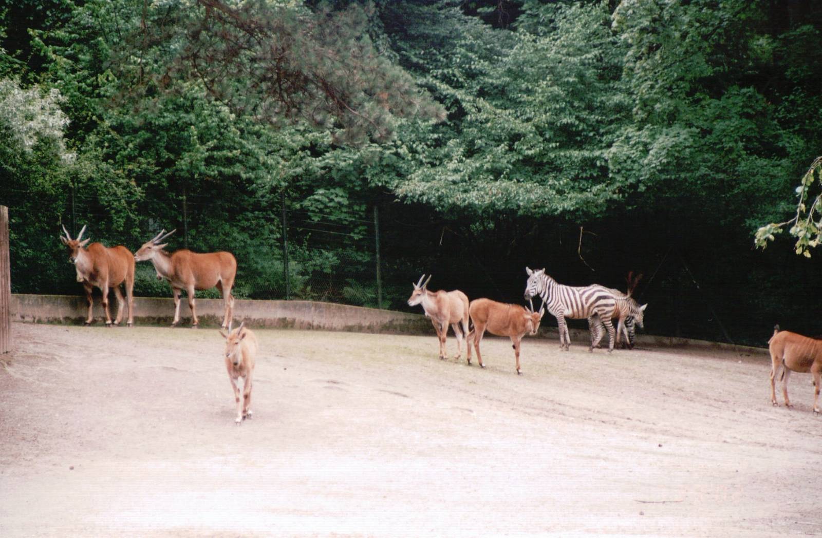 Wuppertal Zoo 2002 - Common Eland and Grants Zebra