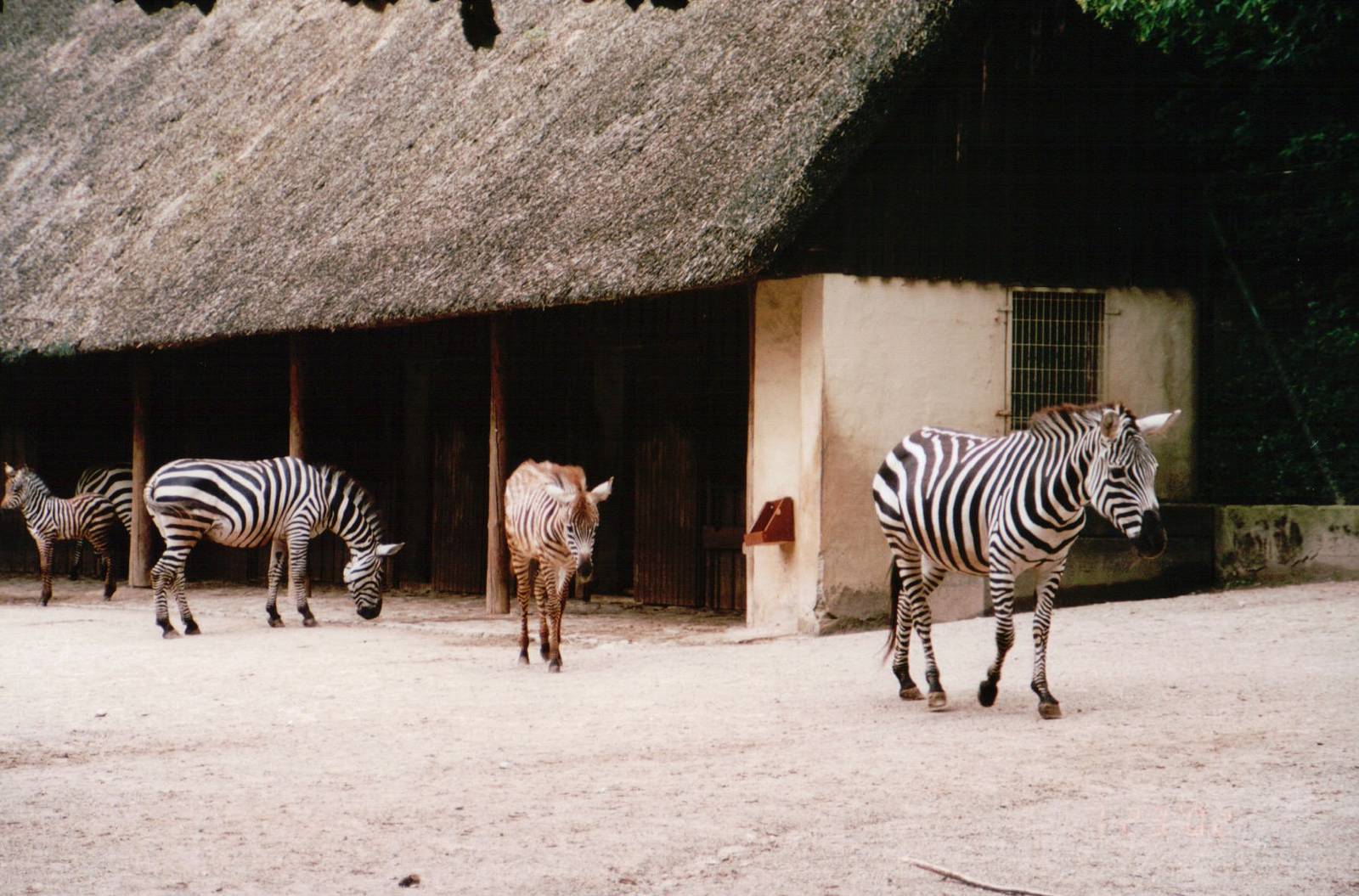 Wuppertal Zoo 2002 - Grants Zebras