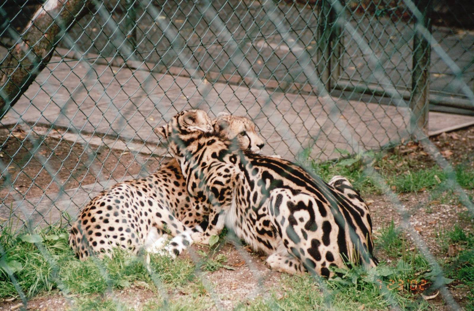 Wuppertal Zoo 2002 - King Cheetah and normal-spotted Cheetah
