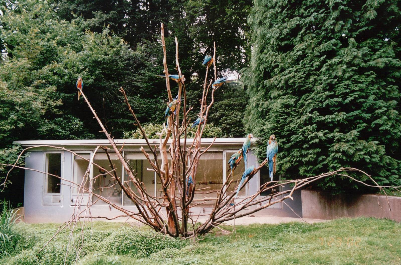 Wuppertal Zoo 2002 - Mixed Macaw exhibit
