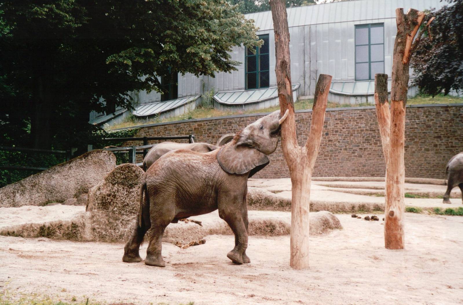 Wuppertal Zoo 2002 - Part of the African Elephant exhibit