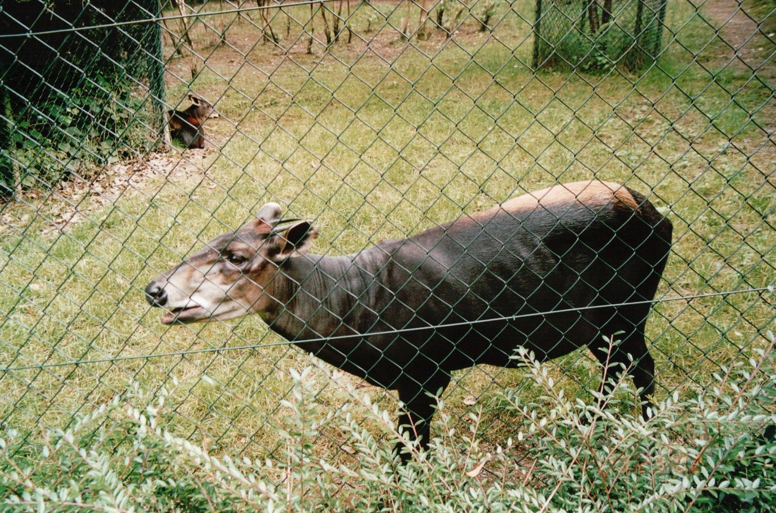 Wuppertal Zoo 2002 - Yellow-backed Duiker