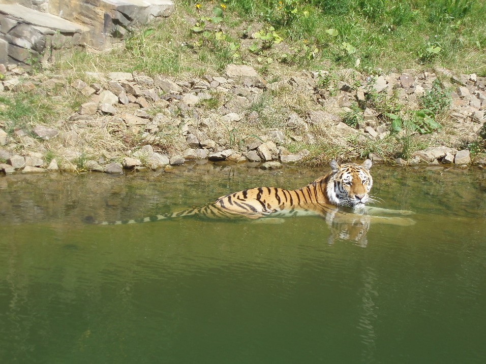 Wuppertal Zoo - Amur tiger bathing