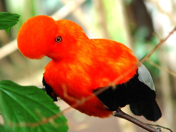 Wuppertal Zoo - Andean cock-of-the-rock