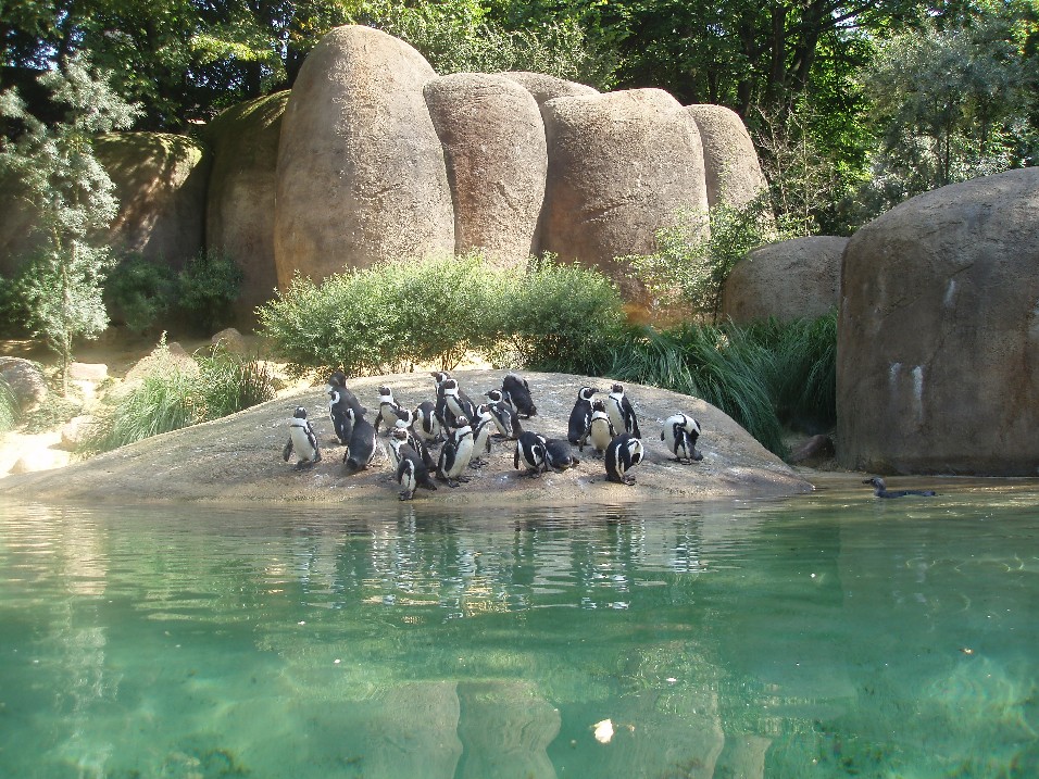 Wuppertal Zoo - Boulder Beach