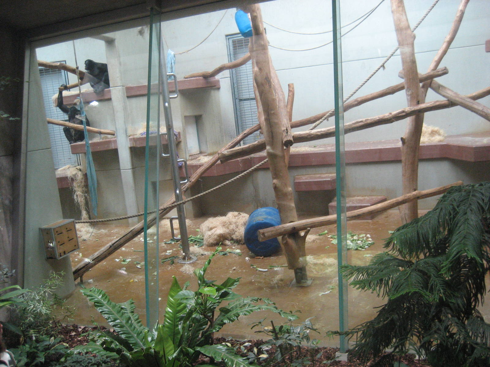 Wuppertal Zoo - Chimpanzee exhibit indoors