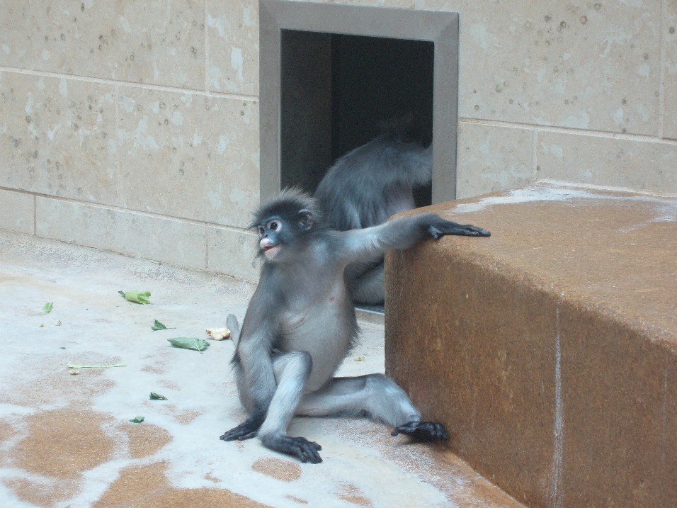 Wuppertal Zoo - Dusky leaf monkeys