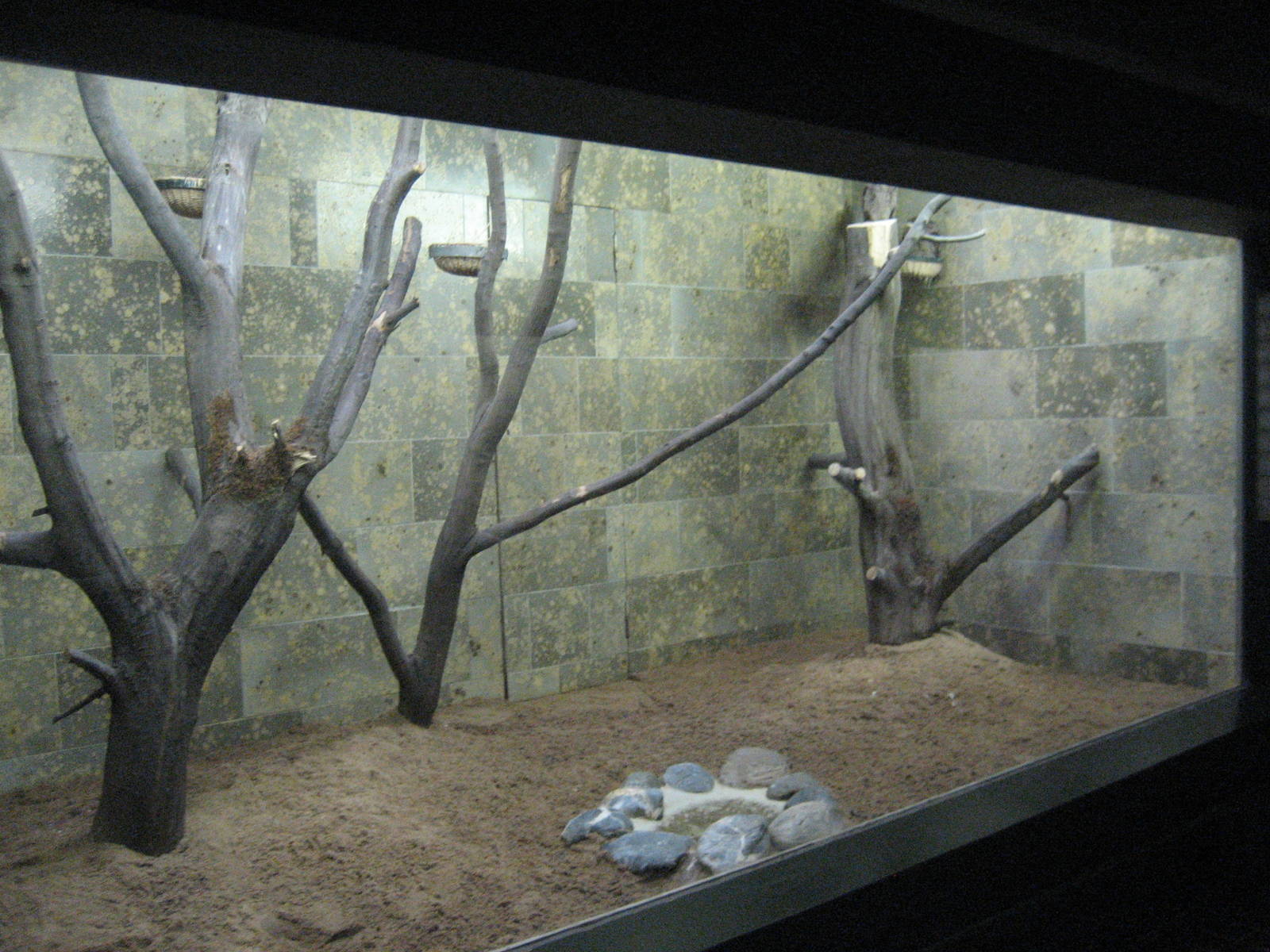 Wuppertal Zoo - Frogmouth exhibit