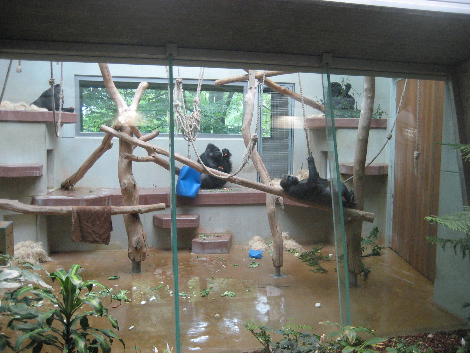 Wuppertal Zoo - Gorilla indoor exhibit