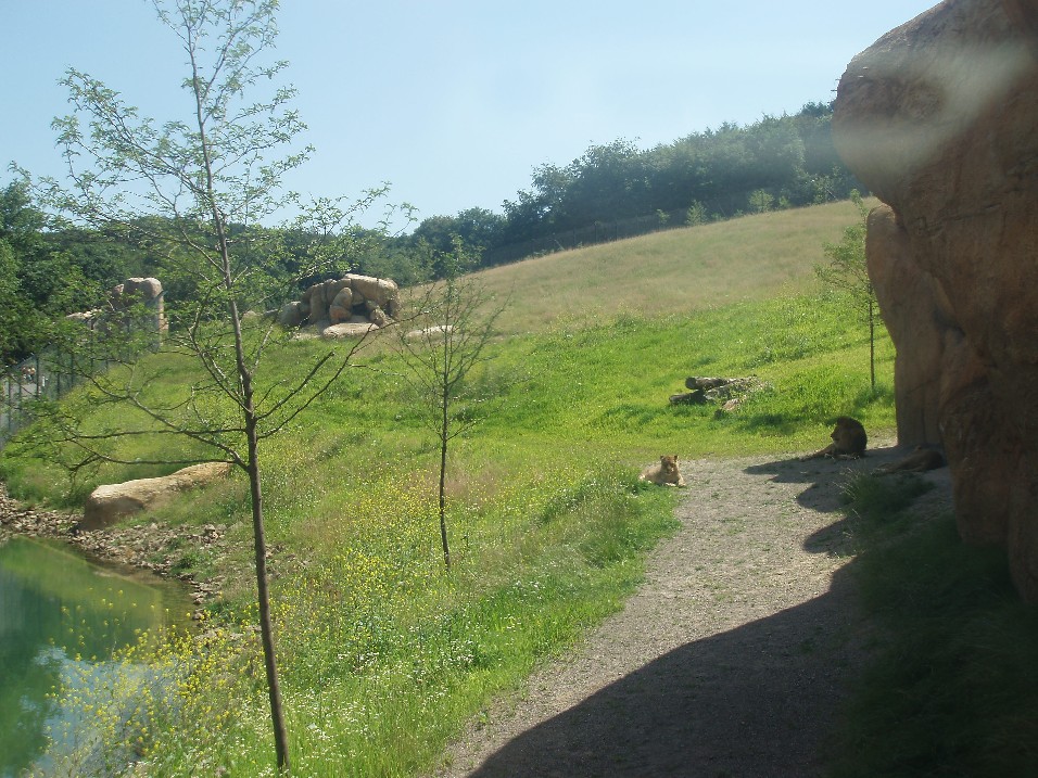 Wuppertal Zoo - Lion enclosure