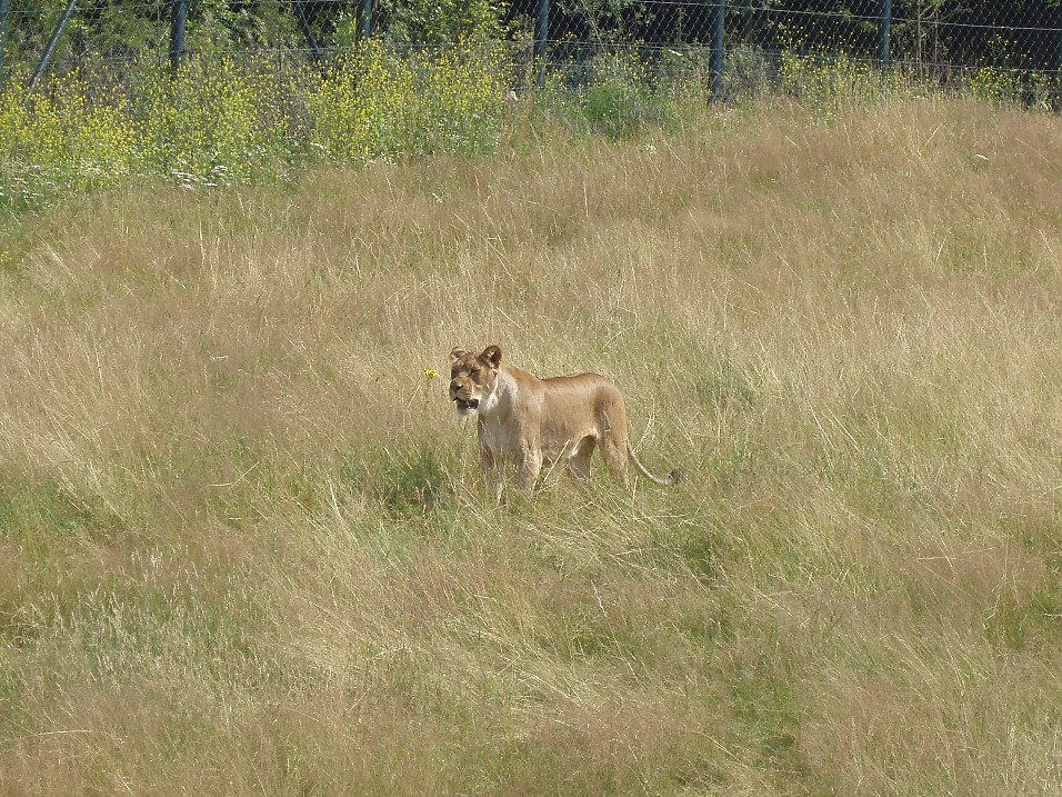 Wuppertal Zoo - Lion