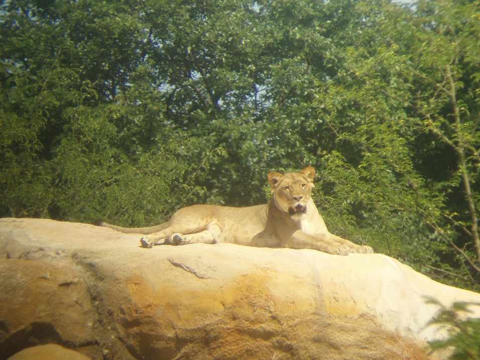 Wuppertal Zoo - Lion