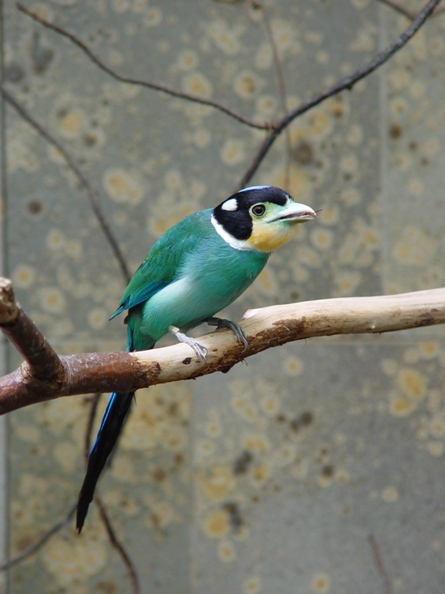 Wuppertal Zoo - Long-tailed broadbill