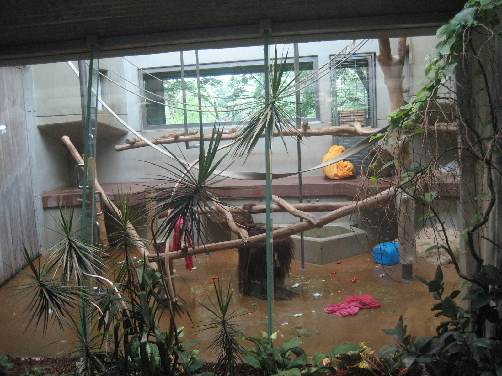 Wuppertal Zoo - Orangutan exhibit indoors