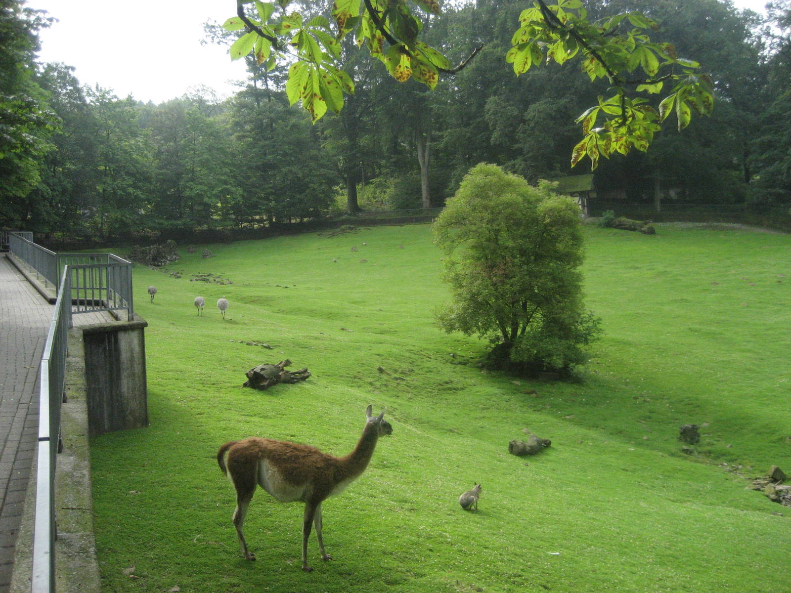Wuppertal Zoo - South America