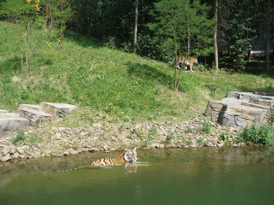 Wuppertal Zoo - Tiger Taiga