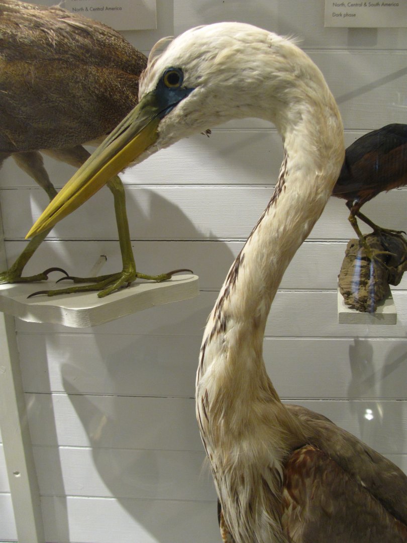 Wurdemann's Heron Head