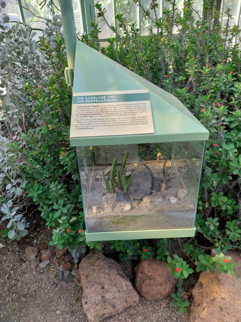 Wüstenhaus - Cold conservatory - Mirror plants