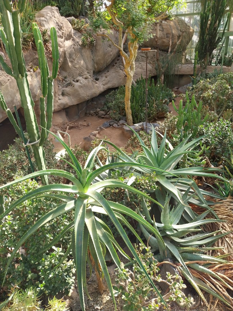 Wüstenhaus - Main conservatory (American desert) - Round-eared elephant shrew enclosure