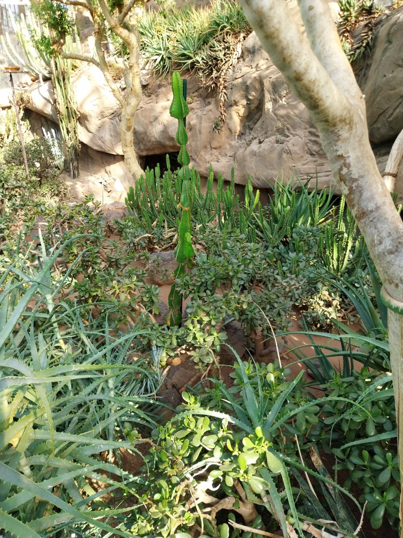 Wüstenhaus - Main conservatory (American desert) - Round-eared elephant shrew enclosure