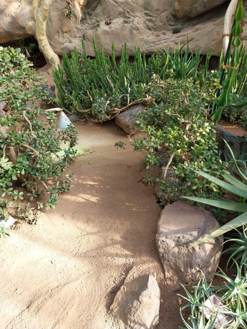 Wüstenhaus - Main conservatory (American desert) - Round-eared elephant shrew enclosure