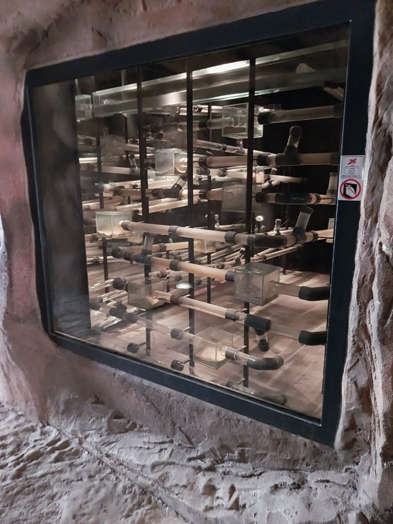 Wüstenhaus - Naked mole rat