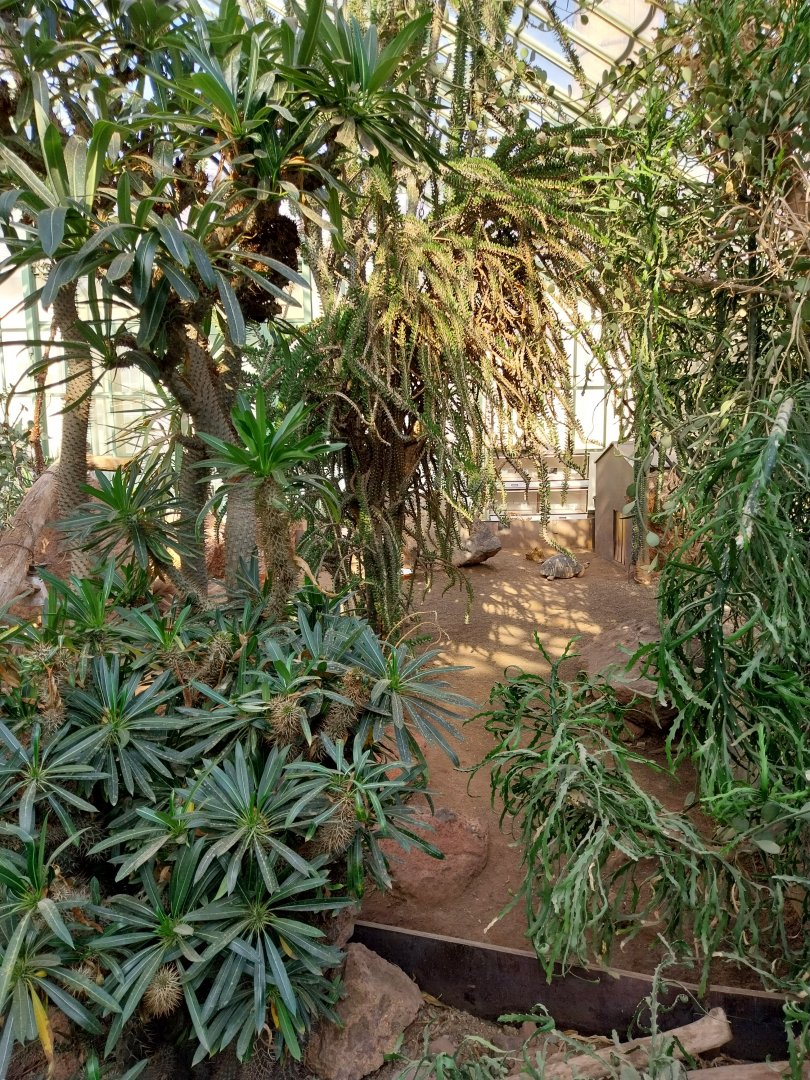 Wüstenhaus - Radiated tortoise