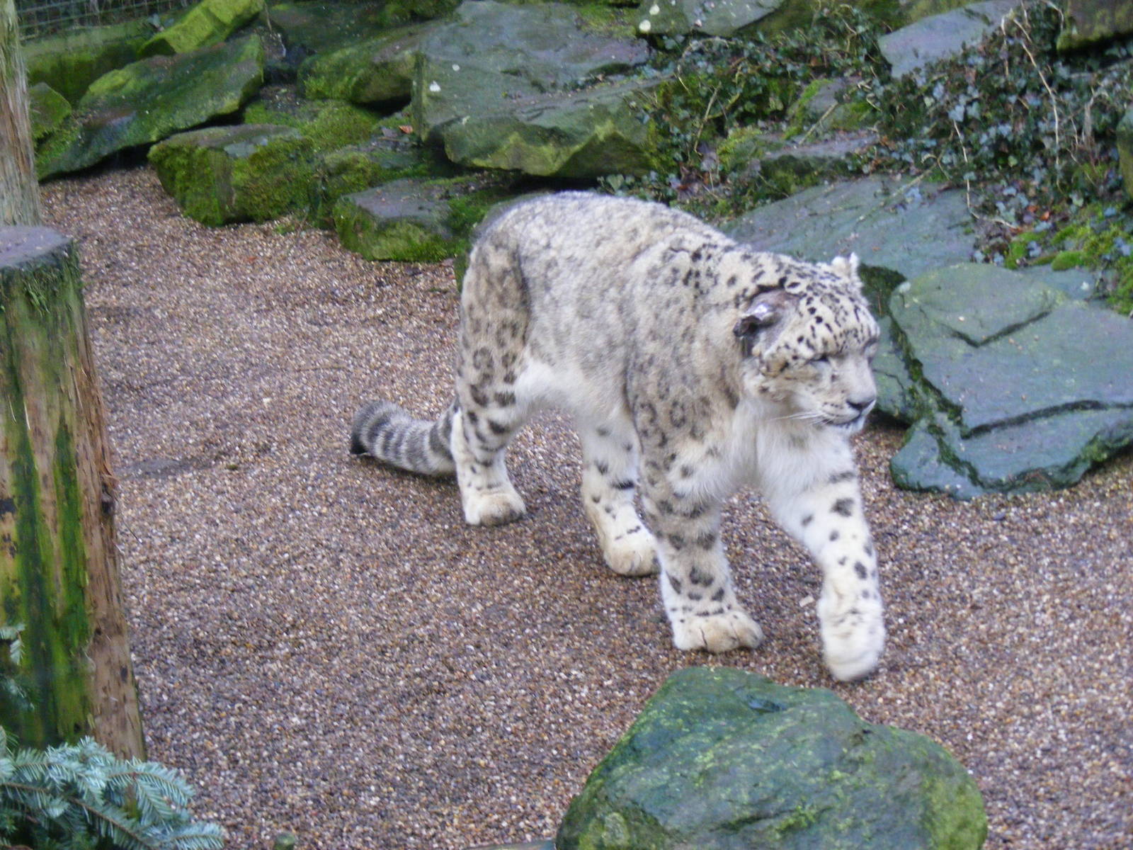 Wutai the snow leopard at Dudley Zoo, 12 February 2010